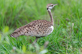 Black-bellied Bustard