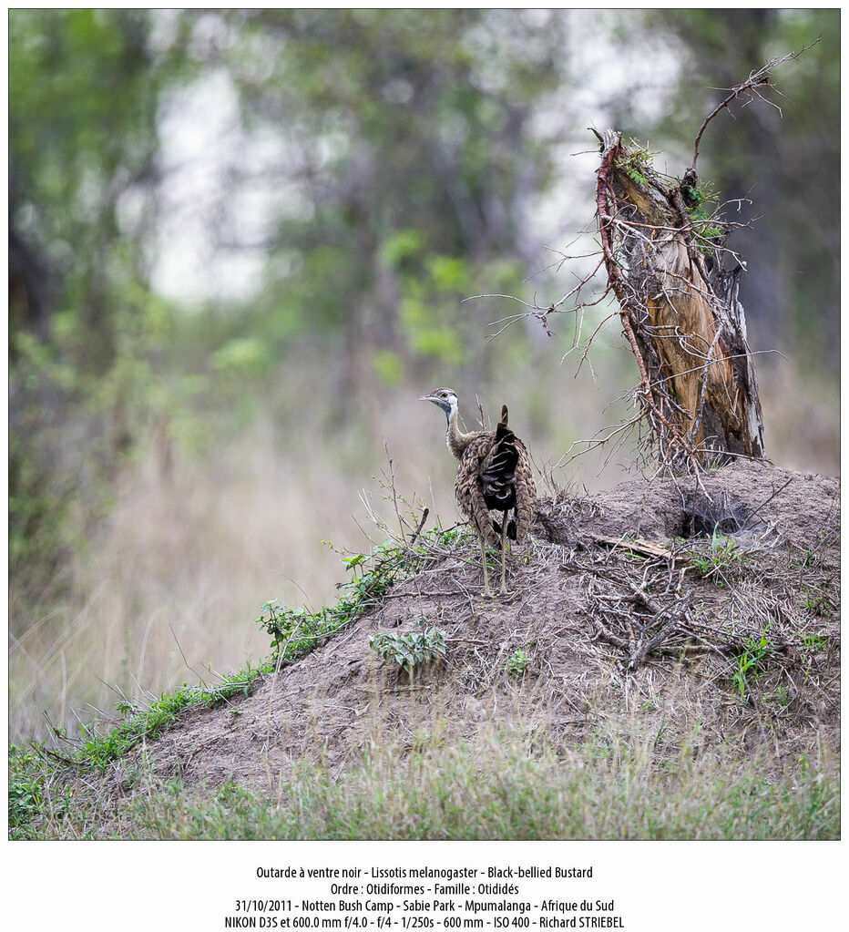 Black-bellied Bustard