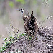 Black-bellied Bustard