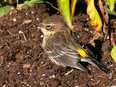 Myrtle Warbler