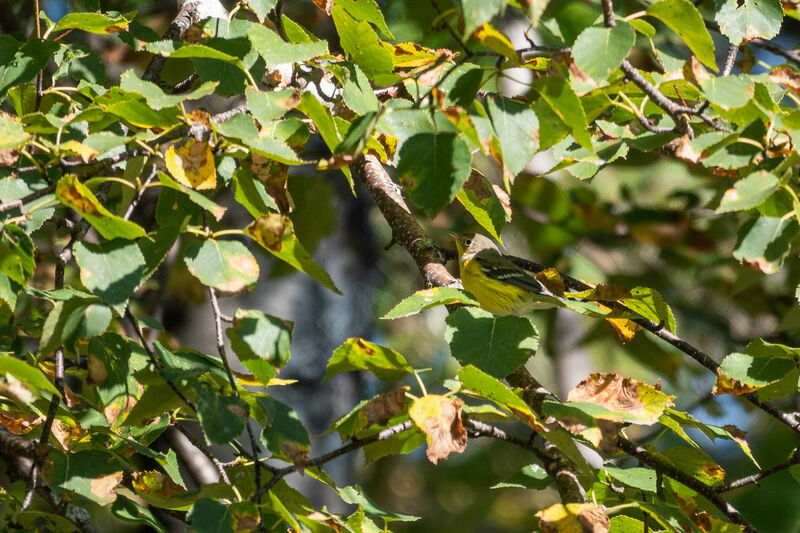 Magnolia Warbler female First year