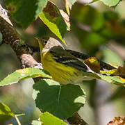 Magnolia Warbler