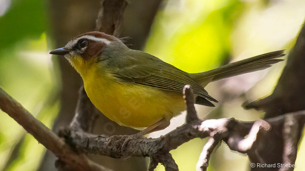Paruline de Delattre