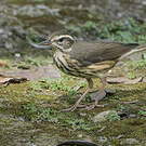 Paruline hochequeue