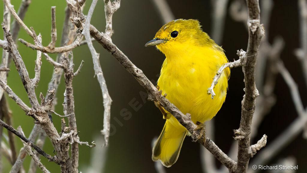 Paruline jaune