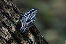 Paruline noir et blanc