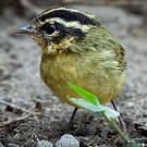 Paruline triligne