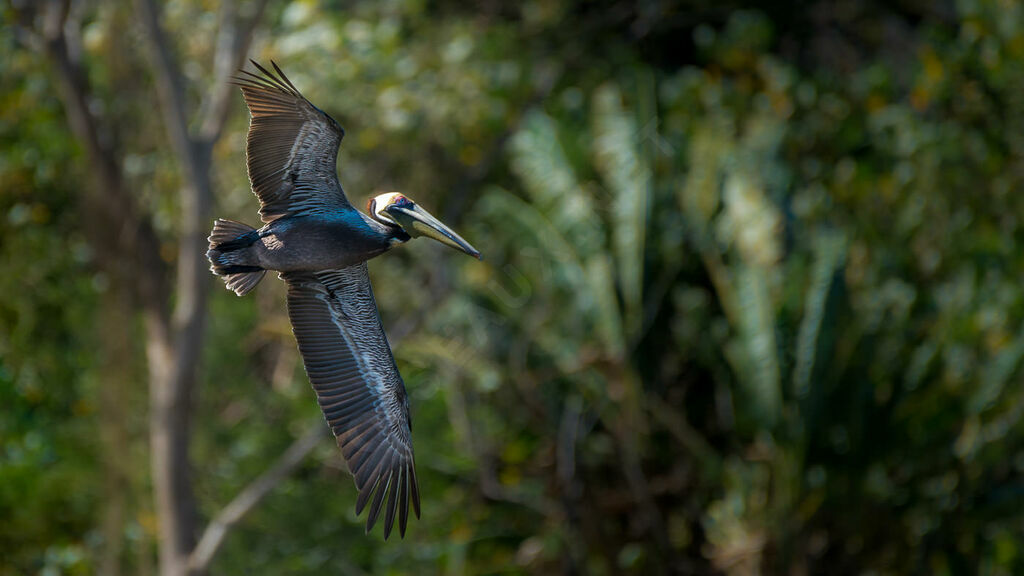 Brown Pelican