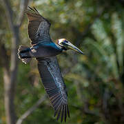 Brown Pelican