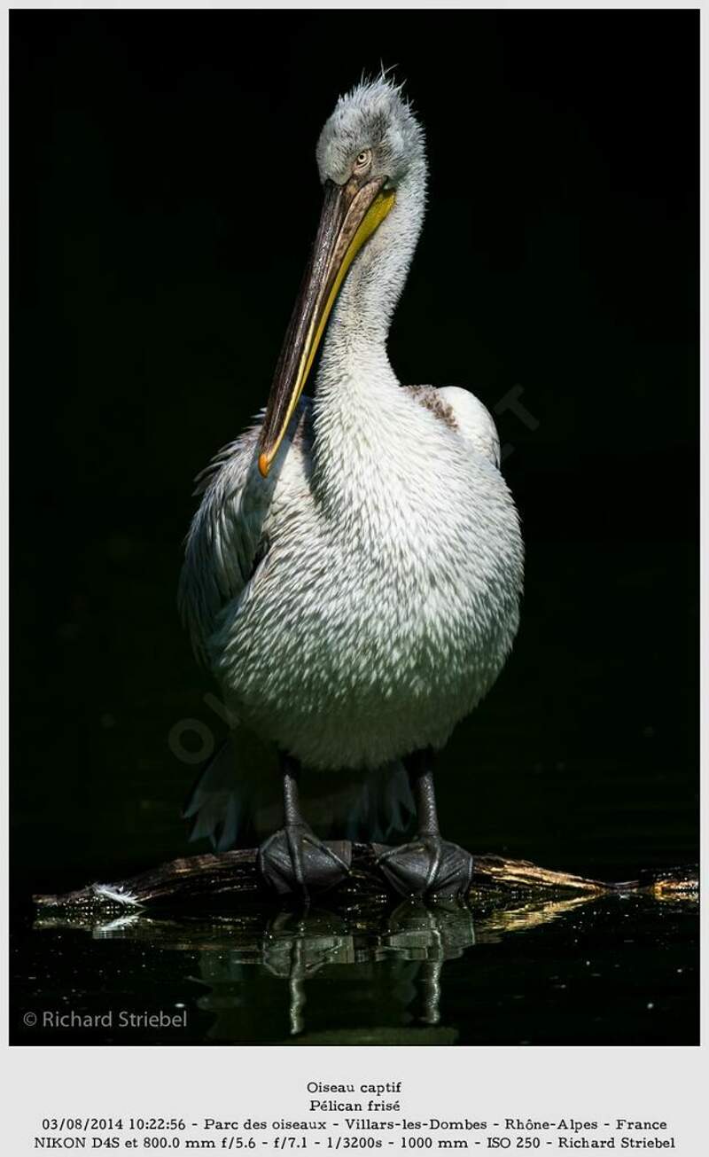 Pélican frisé adulte rist162950