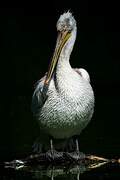 Dalmatian Pelican