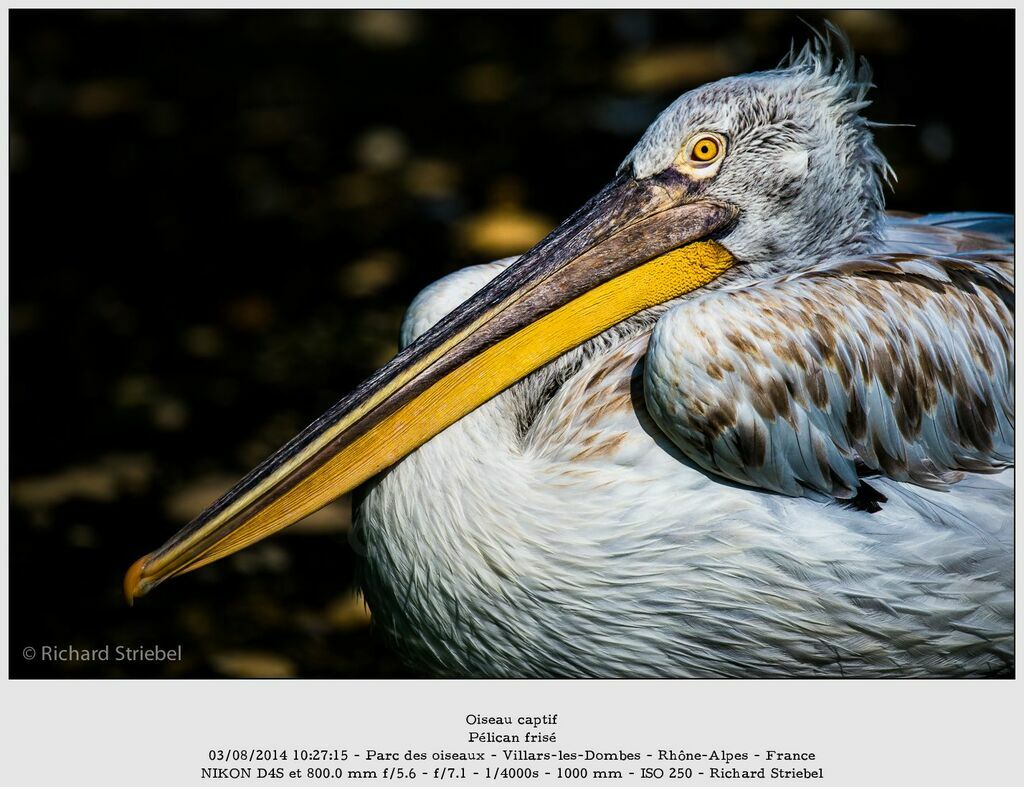 Dalmatian Pelican