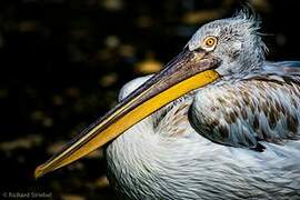 Dalmatian Pelican