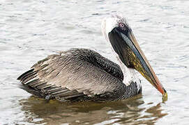 Peruvian Pelican