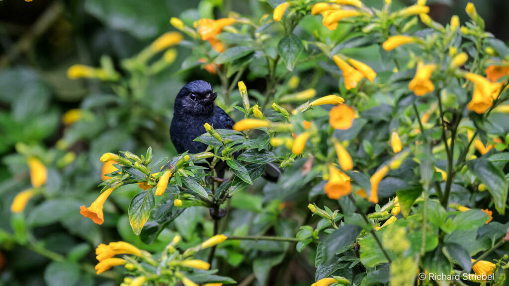 White-sided Flowerpiercer