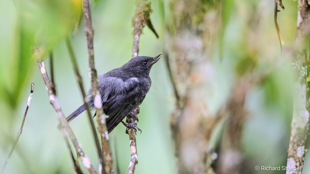 White-sided Flowerpiercer