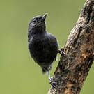 Percefleur noir