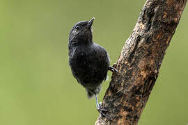 Black Flowerpiercer