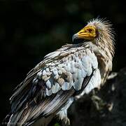 Egyptian Vulture