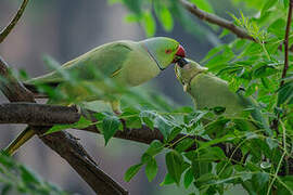Rose-ringed Parakeet