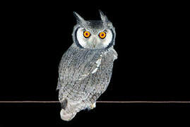 Southern White-faced Owl