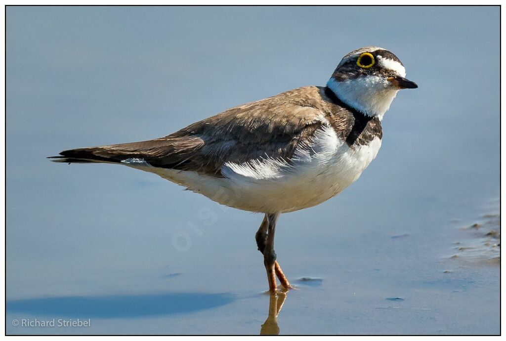 Little Ringed Plover