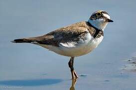 Little Ringed Plover