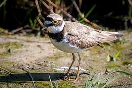 Little Ringed Plover