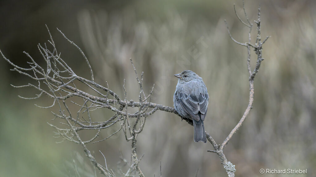 Plumbeous Sierra Finch male