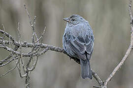 Plumbeous Sierra Finch