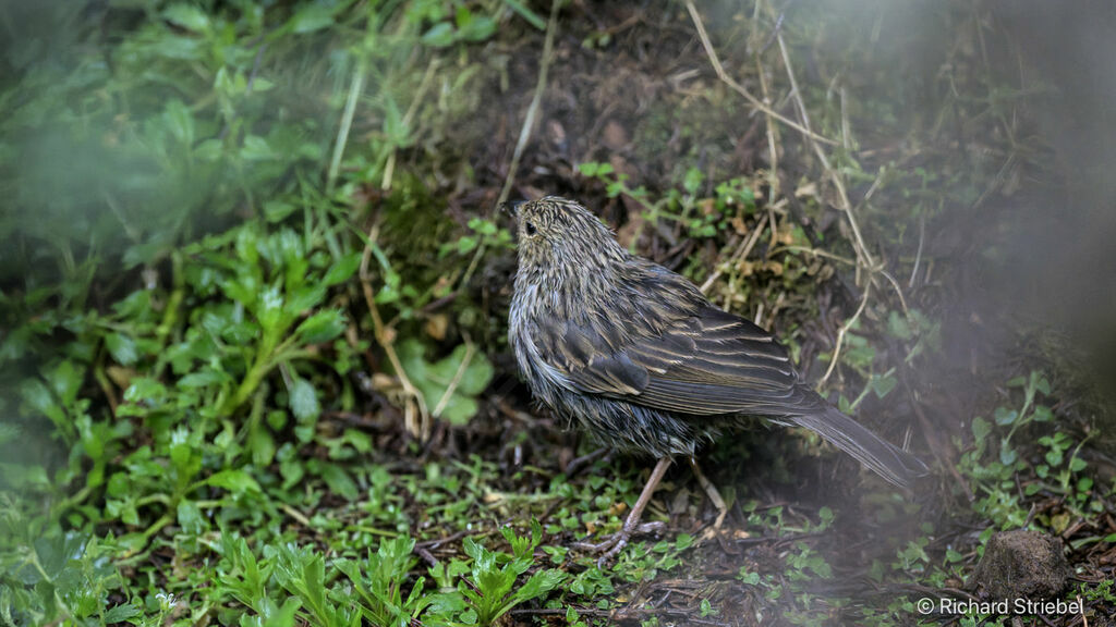 Plumbeous Sierra Finch female