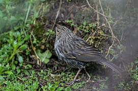 Plumbeous Sierra Finch