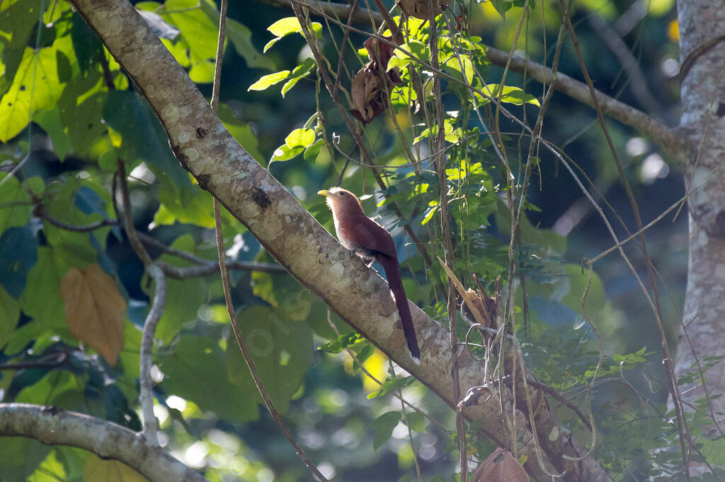 Squirrel Cuckoo