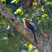 Squirrel Cuckoo