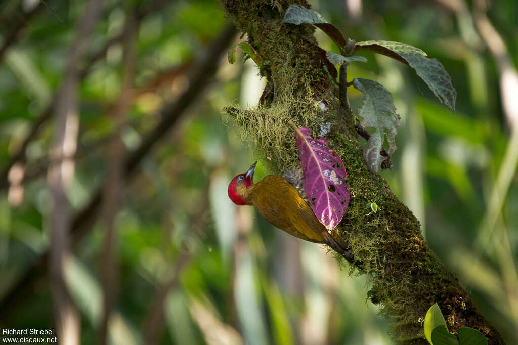 Rufous-winged Woodpecker male adult, habitat, pigmentation