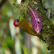 Rufous-winged Woodpecker