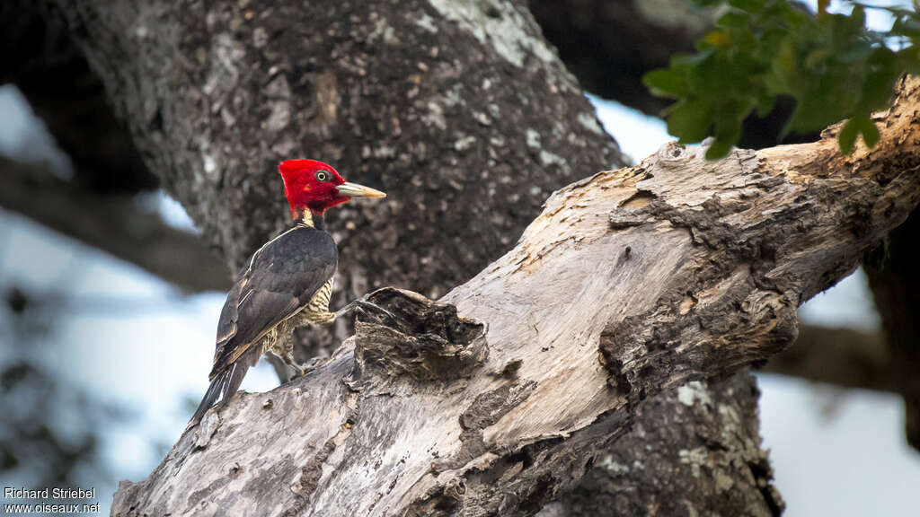 Pale-billed Woodpecker male adult, Behaviour