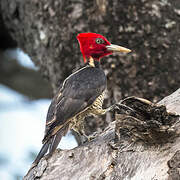 Pale-billed Woodpecker