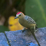 Red-crowned Woodpecker