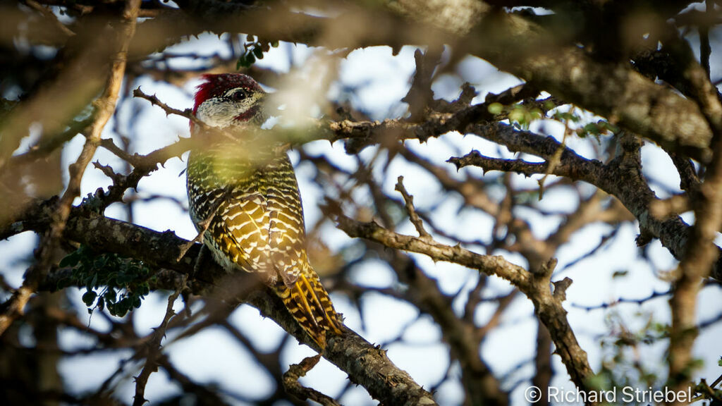 Golden-tailed Woodpecker female adult