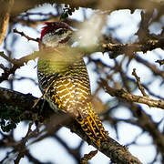 Golden-tailed Woodpecker