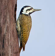 Bearded Woodpecker