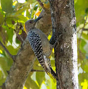 Hoffmann's Woodpecker