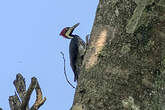 Pic de Malherbe