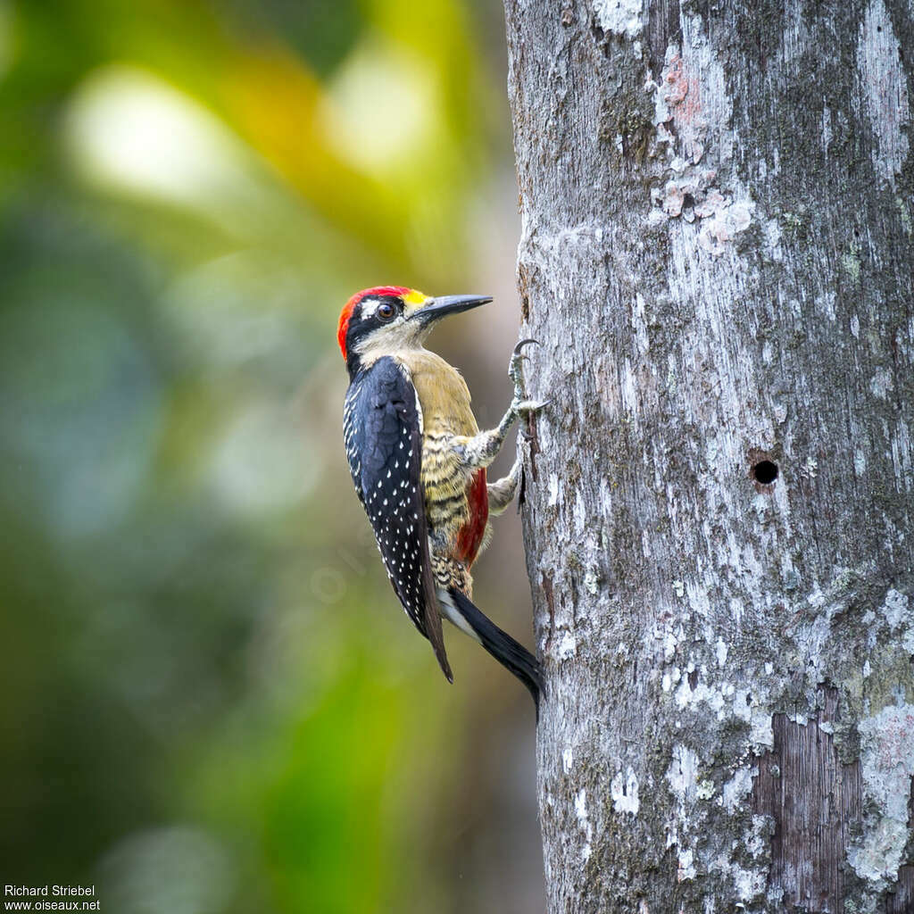 Black-cheeked Woodpecker male adult, identification