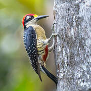 Black-cheeked Woodpecker