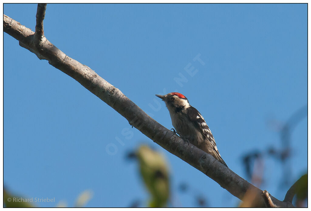 Lesser Spotted Woodpecker