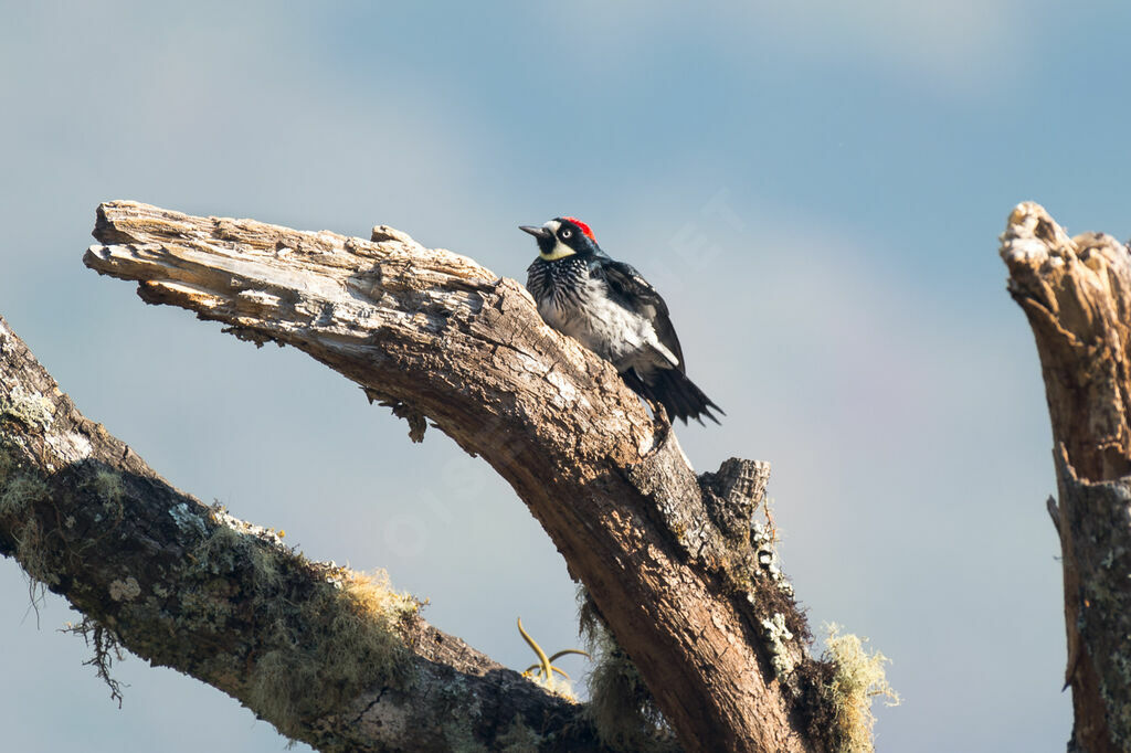 Acorn Woodpecker