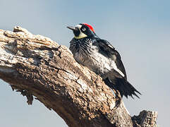 Acorn Woodpecker