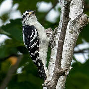 Downy Woodpecker